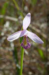 Rose pogonia <BR>Snakemouth orchid